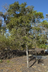 Diospyros sandwicensis