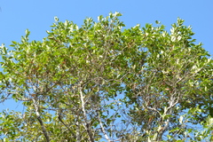 Diospyros sandwicensis