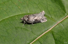 Nycteola