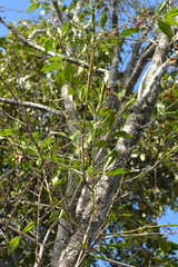 Diospyros sandwicensis