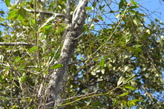 Diospyros sandwicensis