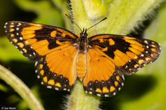Chlosyne lacinia