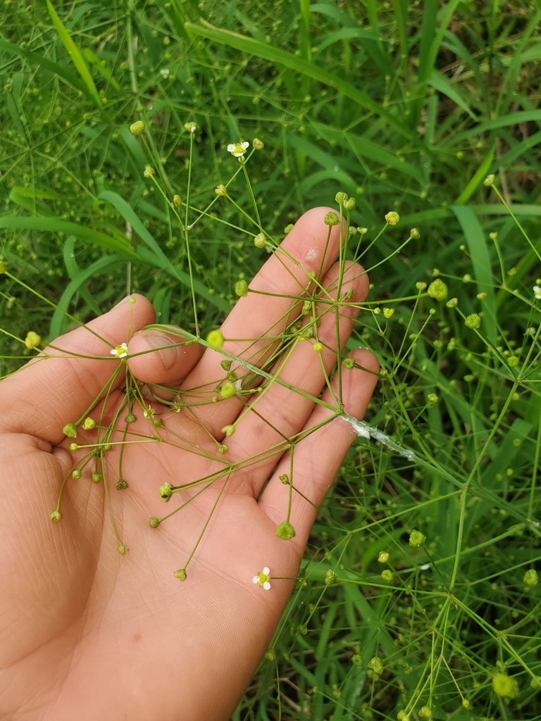 American Water Plantain From Barclay MD 21607 USA On July 18 2023 At   Large 