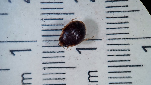 Large-lipped Round Sand Beetle photo 5