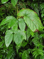 Begonia longifolia