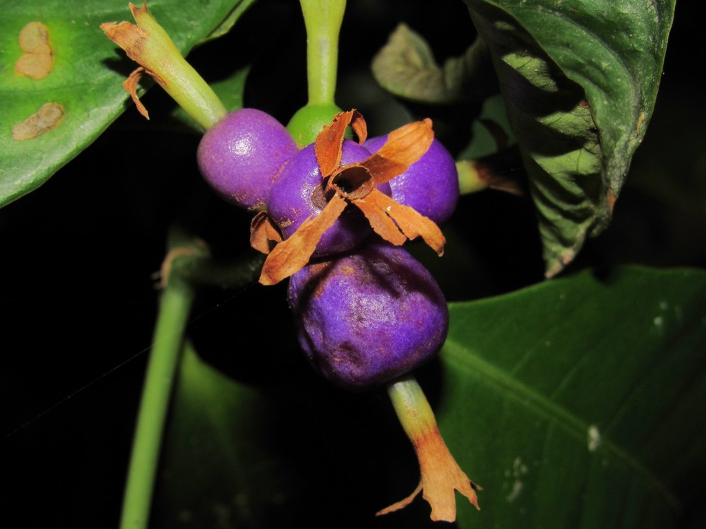 Psychotria laciniata
