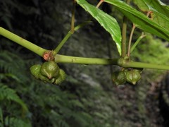 Begonia longifolia