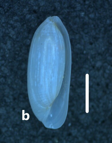 Volvulella persimilis