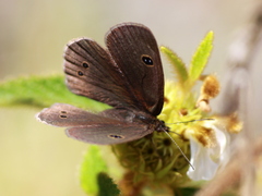 Ypthima ypthimoides