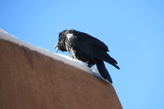 Corvus corax