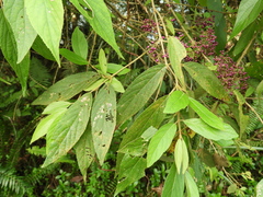 Callicarpa formosana formosana