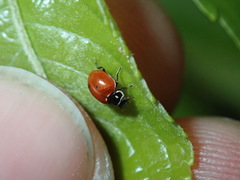 Cycloneda emarginata