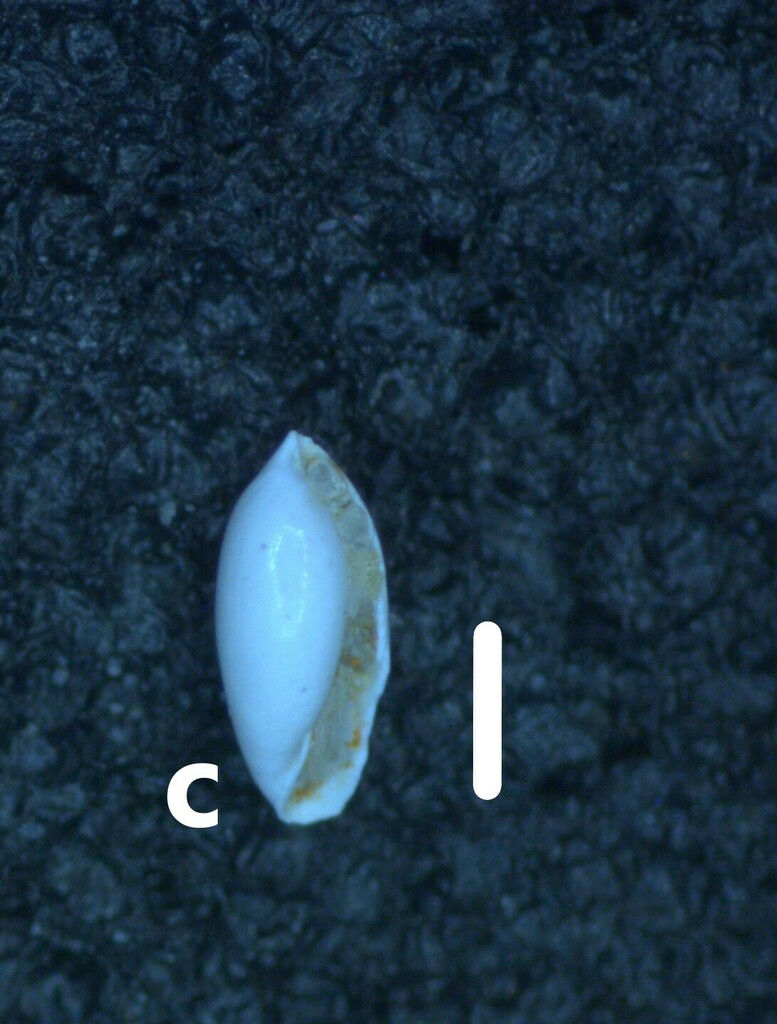 Volvulella minuta