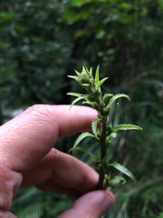 Blumea lanceolaria