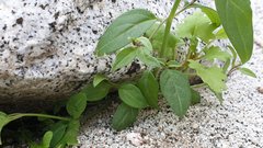 Neogaerrhinum filipes