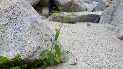 Neogaerrhinum filipes