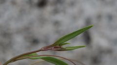 Neogaerrhinum filipes
