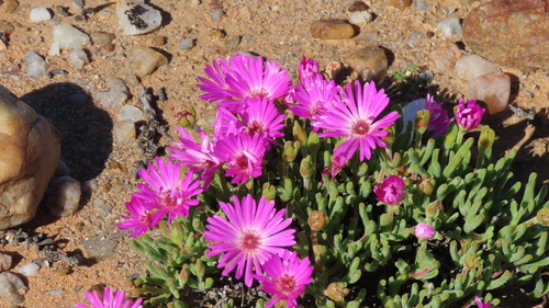 Meyerophytum tinctum (L. Bolus) Schwantes
