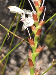 Thereianthus ixioides