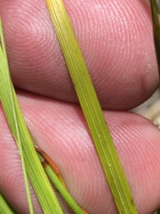 Thereianthus ixioides
