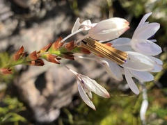 Thereianthus ixioides