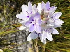Thereianthus ixioides