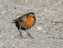 Erithacus rubecula