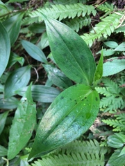 Tricyrtis