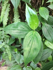 Tricyrtis