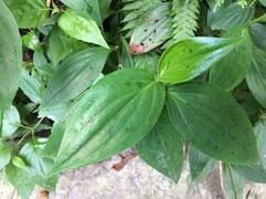 Tricyrtis