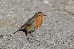 Erithacus rubecula