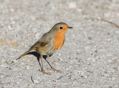 Erithacus rubecula