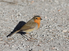 Erithacus rubecula
