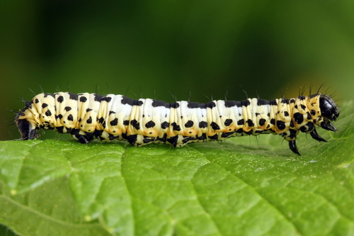 Magpie Moth