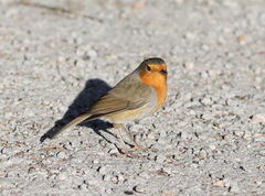 Erithacus rubecula