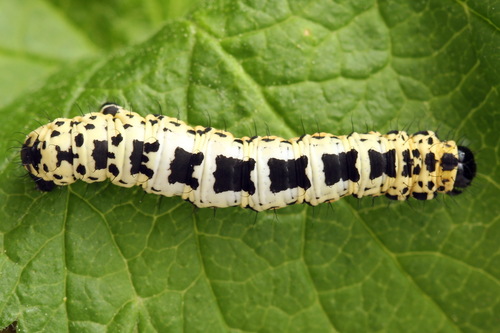 Magpie Moth