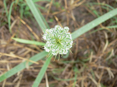 Albuca seineri