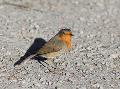 Erithacus rubecula