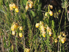 Hermannia concinnifolia