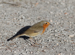 Erithacus rubecula