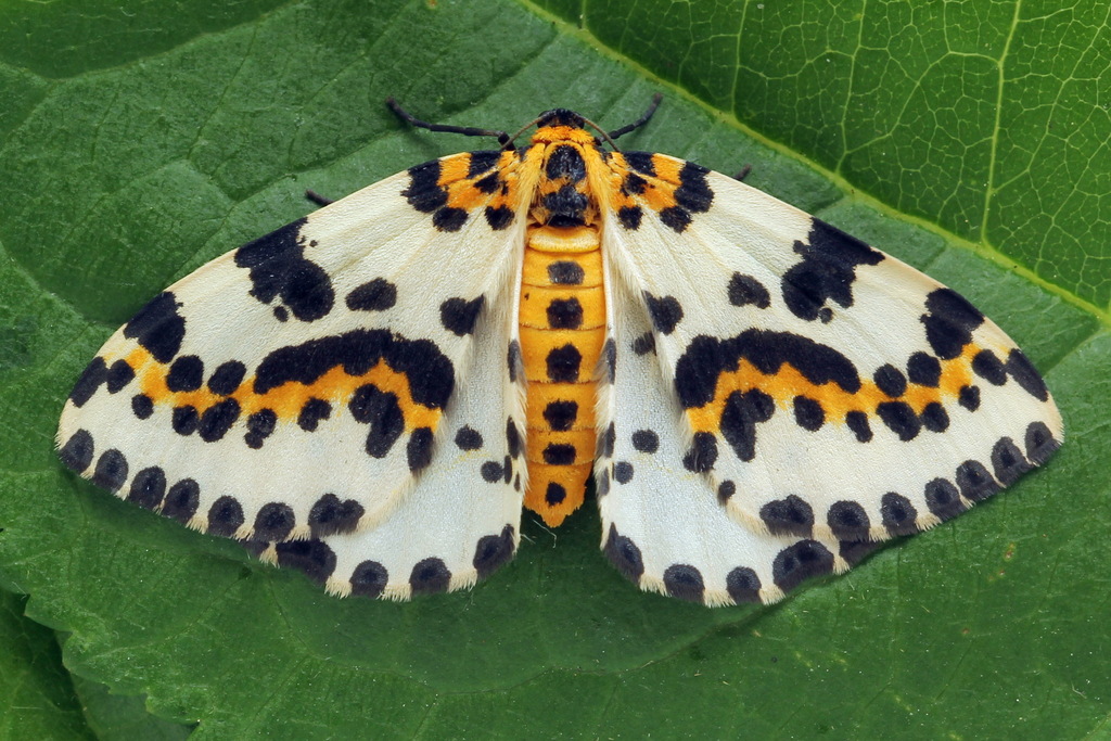 Magpie Moth