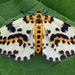 Magpie Moth - Photo (c) Andrey Ponomarev, some rights reserved (CC BY-NC), uploaded by Andrey Ponomarev