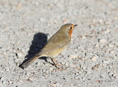 Erithacus rubecula