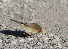 Erithacus rubecula