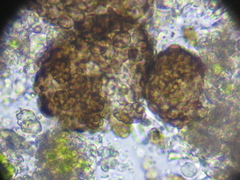 Lichenostigma maureri