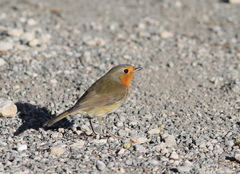 Erithacus rubecula