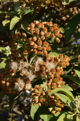 Pluchea carolinensis, recorded fruiting