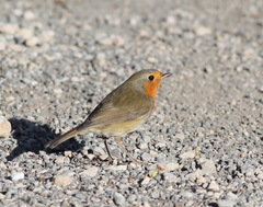 Erithacus rubecula