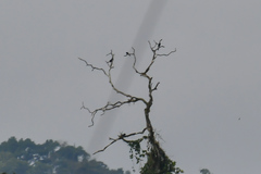 Ramphastos vitellinus