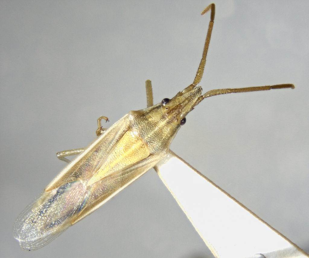 Mecidea minor